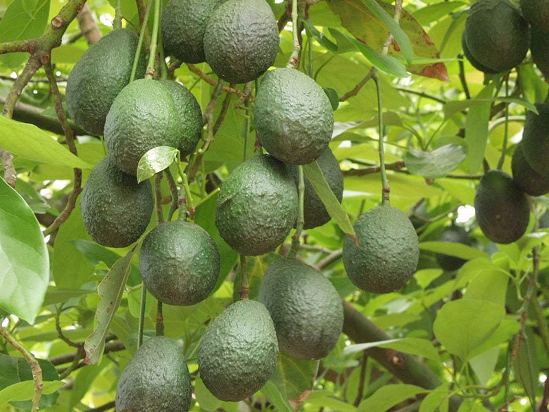 main-avocados-ready-for-harvest.jpg